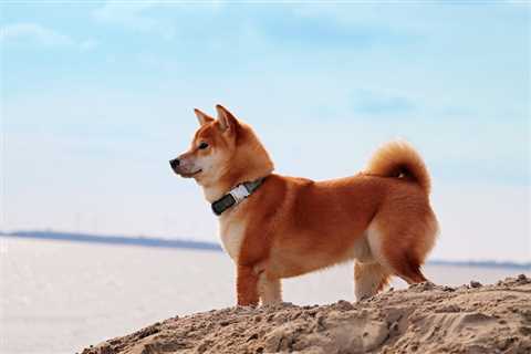 Shiba Inu is rising despite the upcoming update