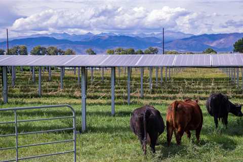 The latest crop discovered on the farm? Photo voltaic panels.