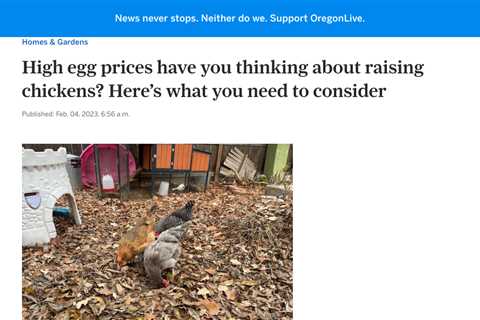 Egg Prices on the Rise: Avian Flu and Inflation to Blame